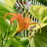 27800608_Unknown